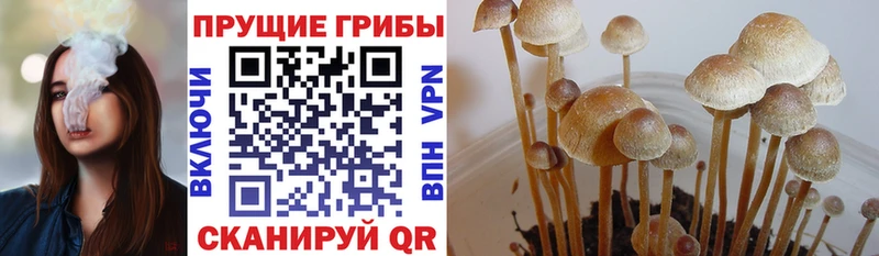 Псилоцибиновые грибы мухоморы  наркота  Александровское 